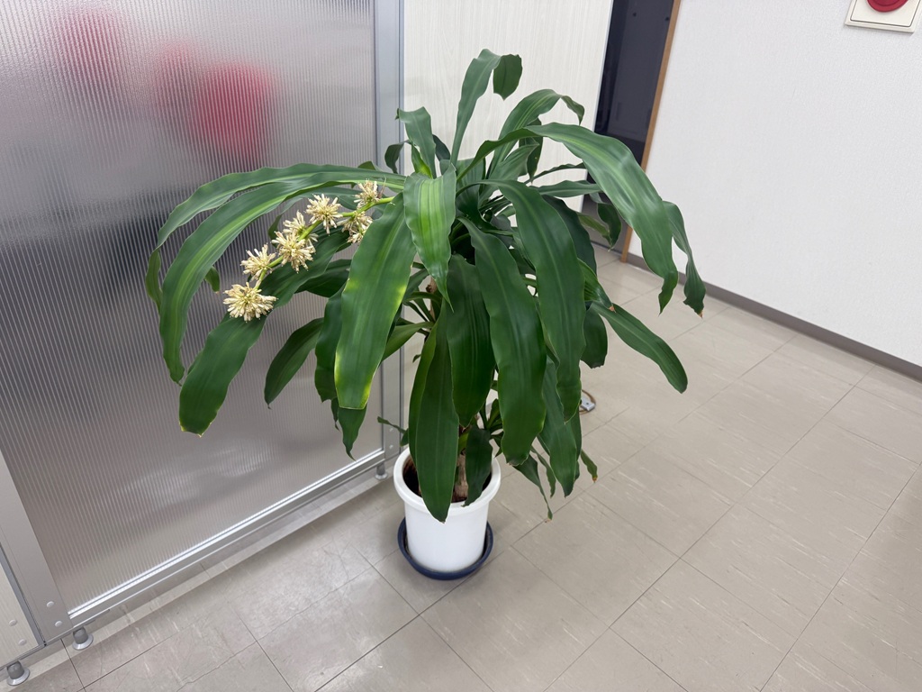 📣【新福利厚生スタート】